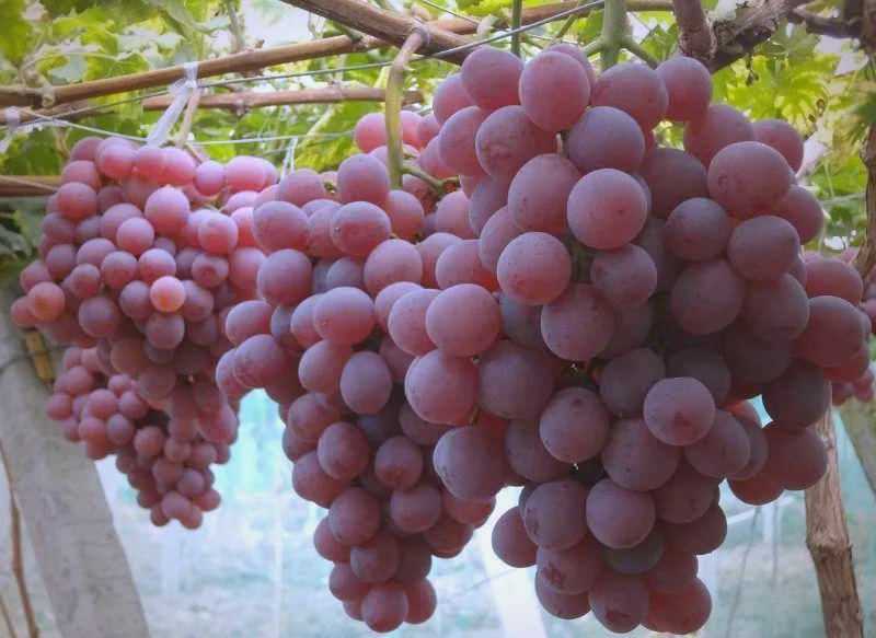 The technique of planting red grapes