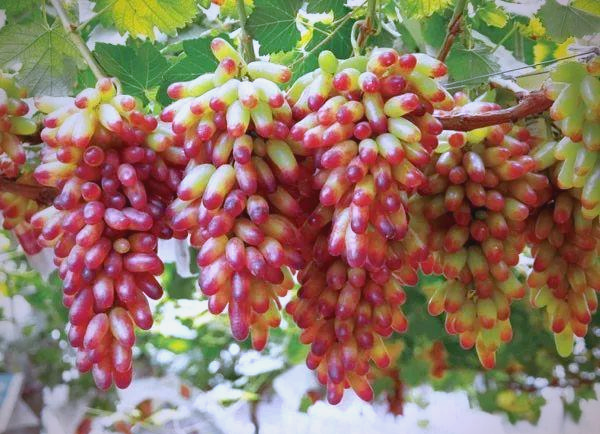 The technique of planting red grapes