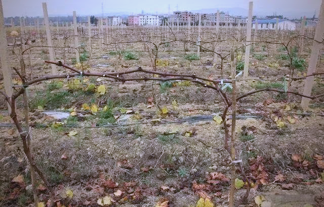 The technique of planting red grapes