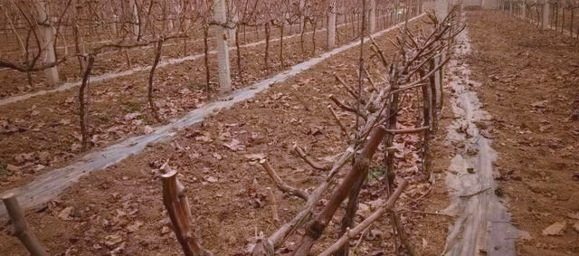 The technique of planting red grapes