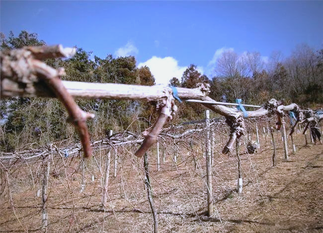 The technique of planting red grapes