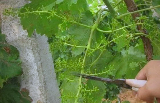 The technique of planting red grapes