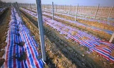 The technique of planting red grapes