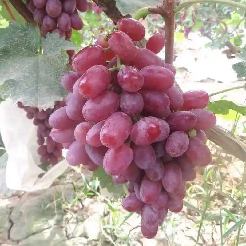 红提葡萄的种植技术