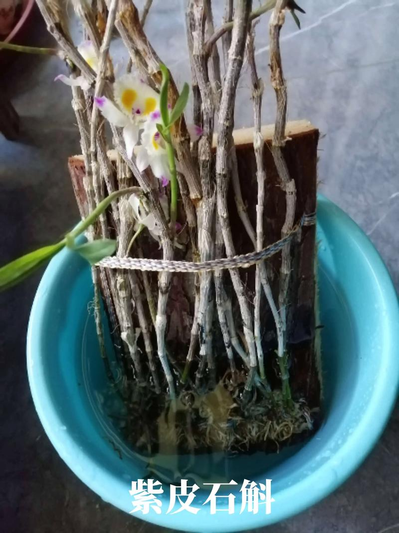 紫皮石斛种植方法