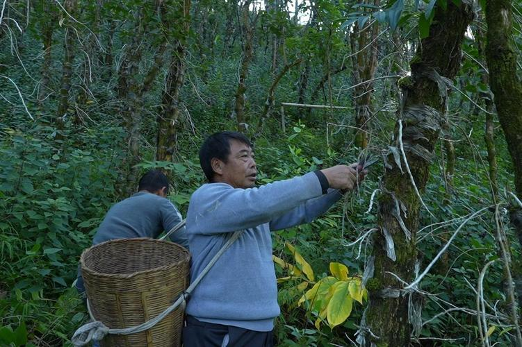 紫皮石斛种植方法