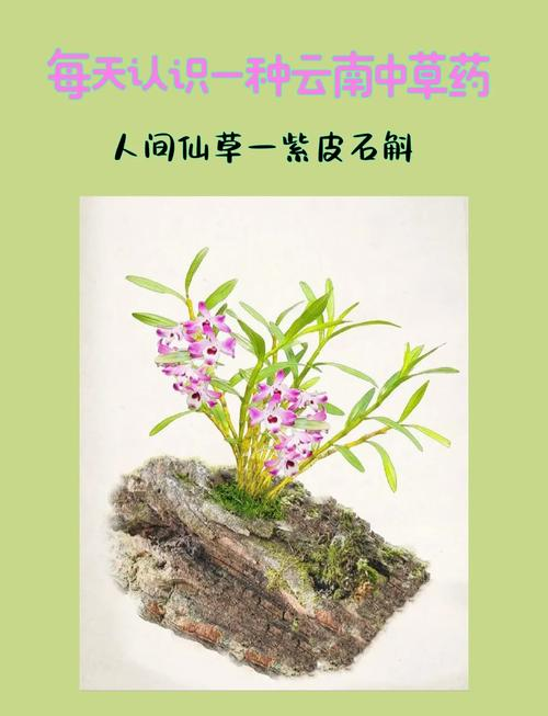 紫皮石斛种植方法