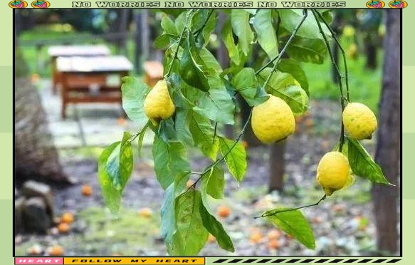 Refrigerated orange plantation technology