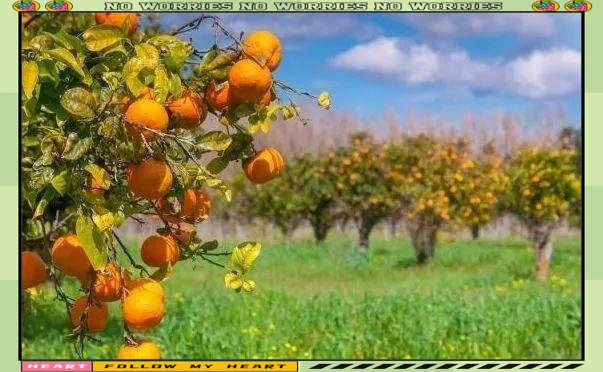 Refrigerated orange plantation technology