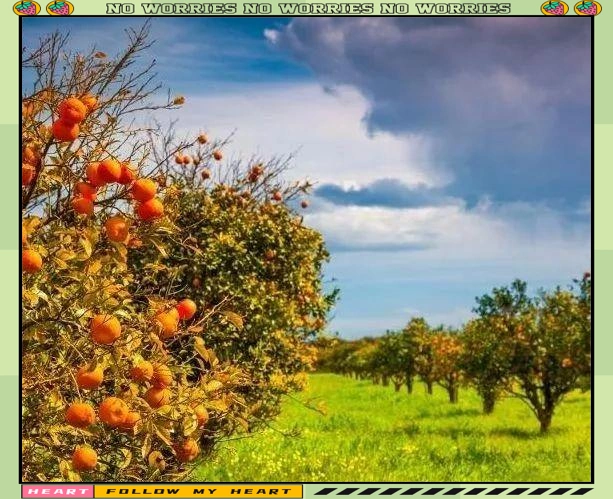 Refrigerated orange plantation technology