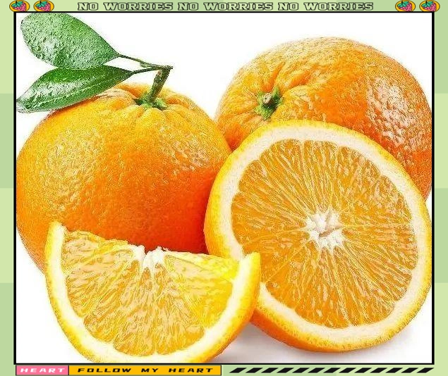 Refrigerated orange plantation technology