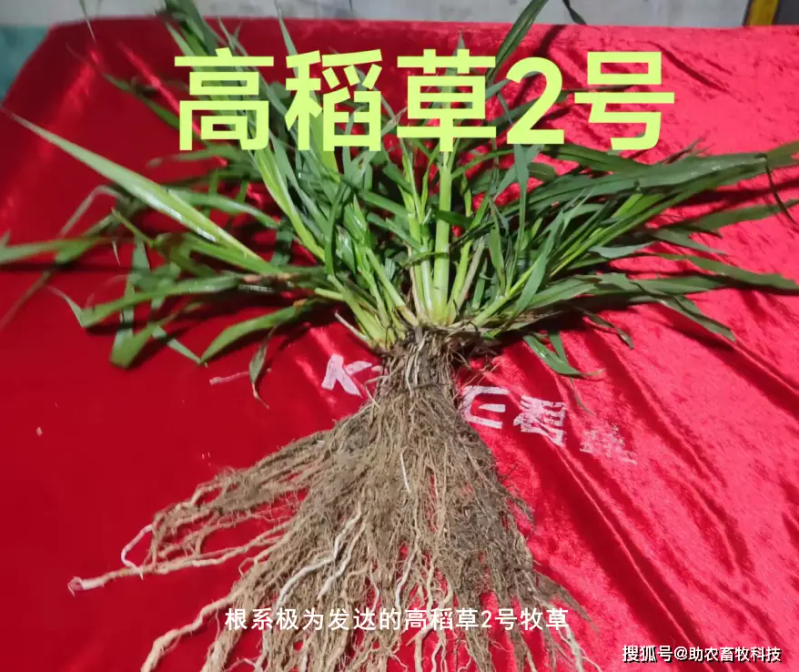 Mixing wolf tailings cultivation techniques