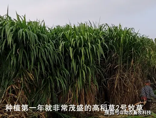 Mixing wolf tailings cultivation techniques
