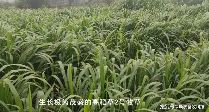 Mixing wolf tailings cultivation techniques