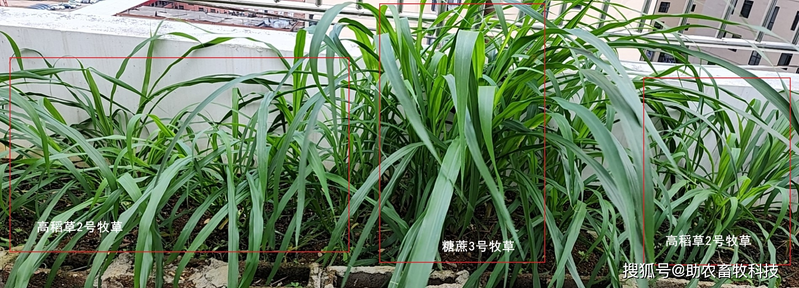 Mixing wolf tailings cultivation techniques