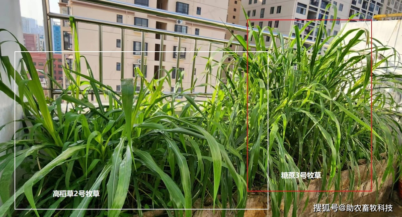 Mixing wolf tailings cultivation techniques