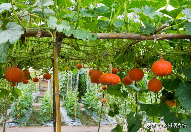 Methods of cultivation of bitter melons