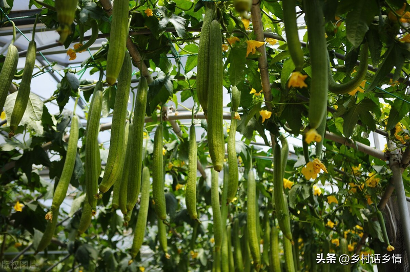 Methods of cultivation of bitter melons