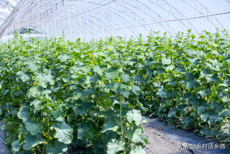 Methods of cultivation of bitter melons