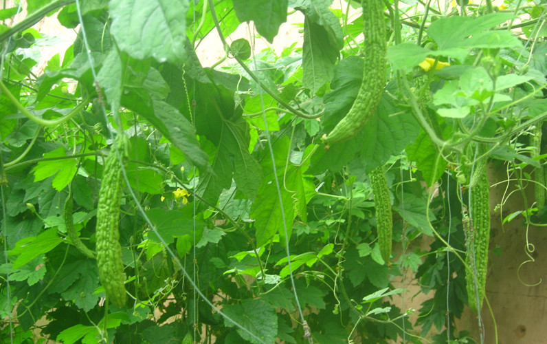 苦瓜种植方法