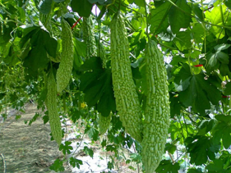 苦瓜种植方法