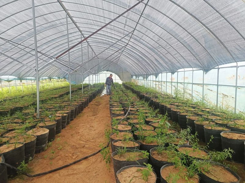 天麻的种植方法