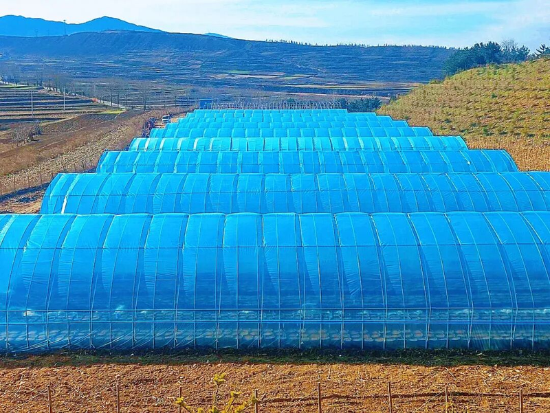 天麻的种植方法