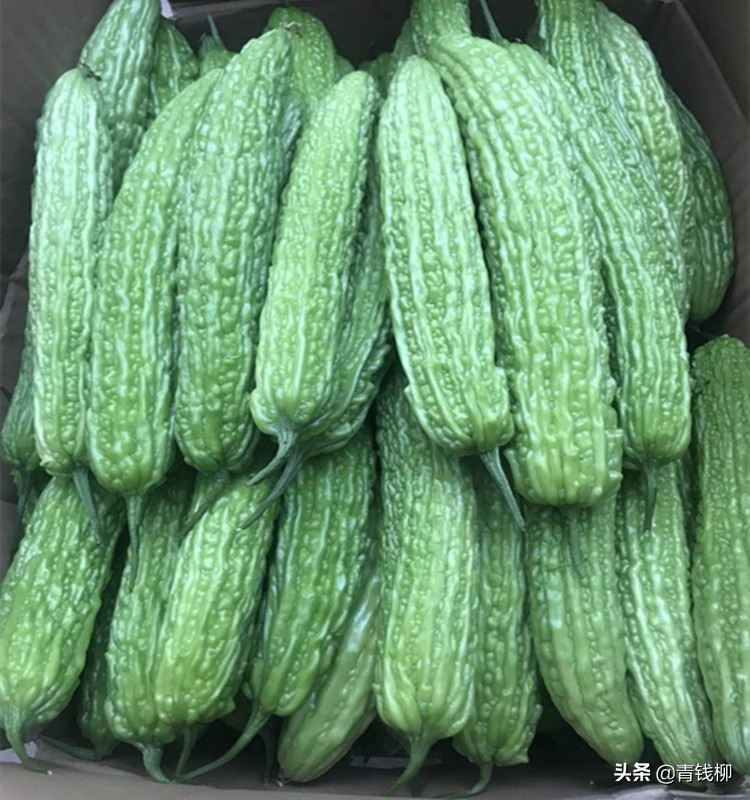 苦瓜种植方法