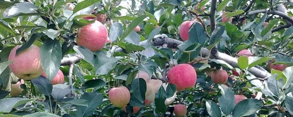 东北适合种植什么果树