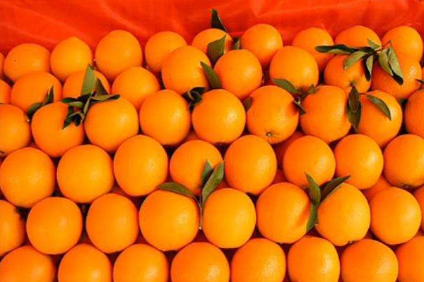 冰糖橙种植技术