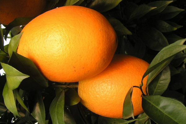 冰糖橙种植技术