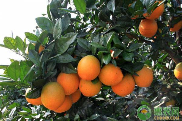 Refrigerated orange plantation technology