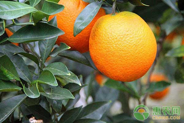 Refrigerated orange plantation technology