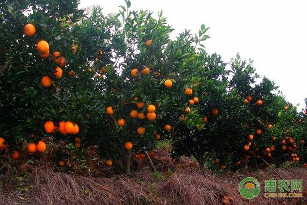 Refrigerated orange plantation technology