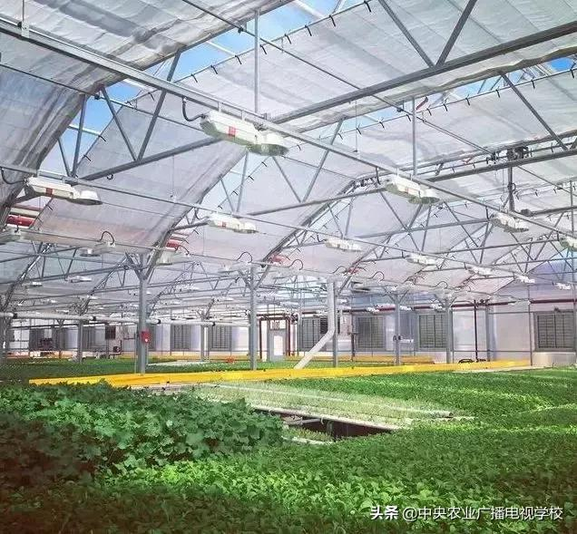 温室种植技术