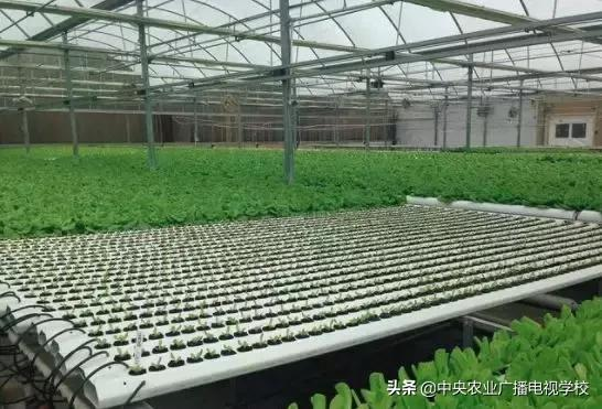 温室种植技术
