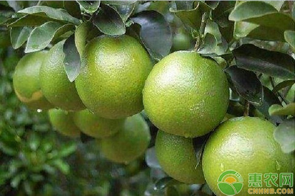 橙子栽培技术和管理