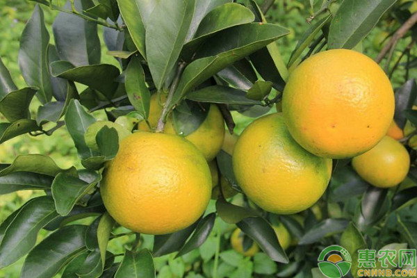 Refrigerated orange plantation technology