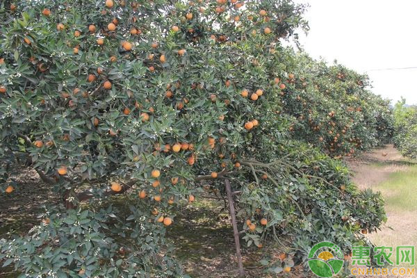 Refrigerated orange plantation technology