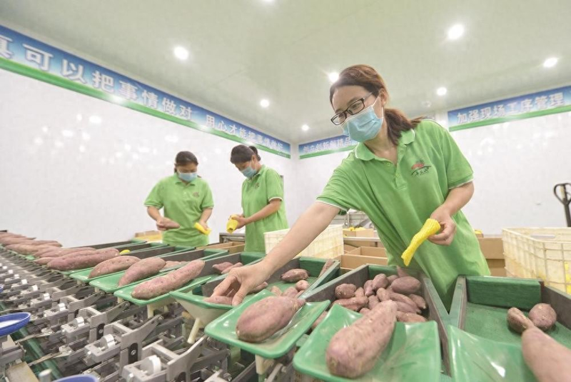 大棚红薯种植技术视频