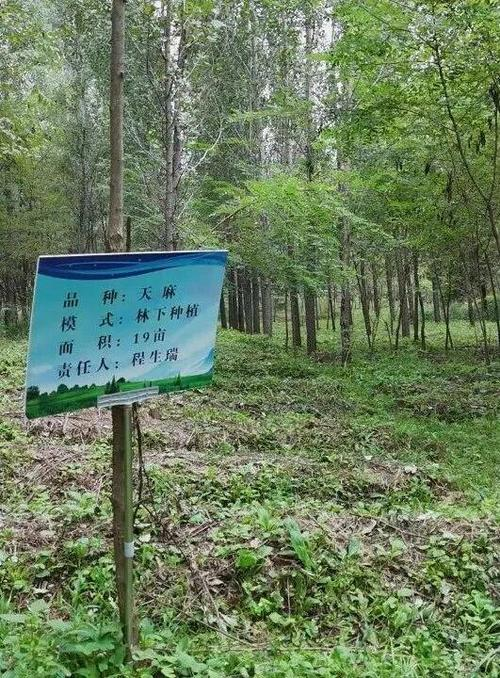 天麻的种植方法