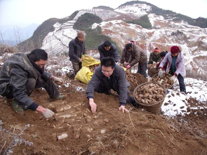 天麻的种植方法