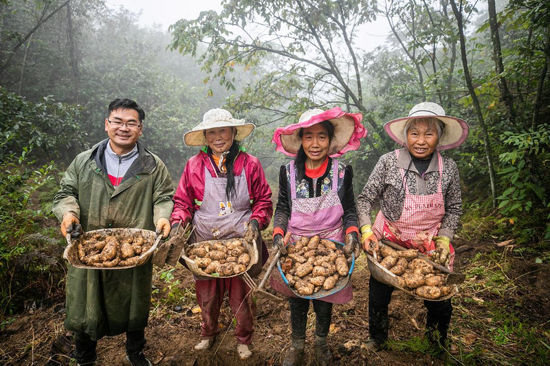 天麻的种植方法