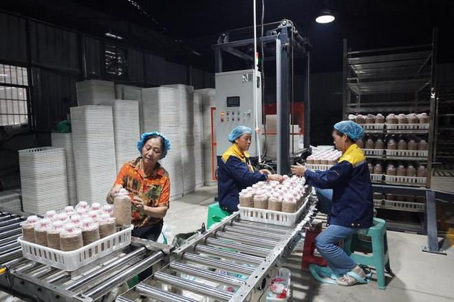 天麻的种植方法