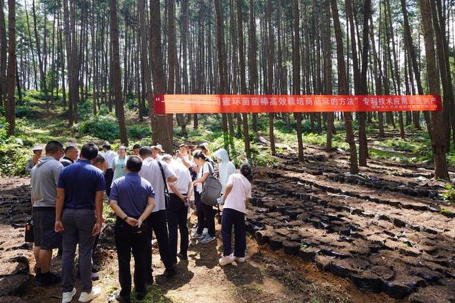 天麻的种植方法