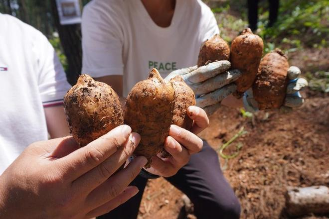 天麻的种植方法