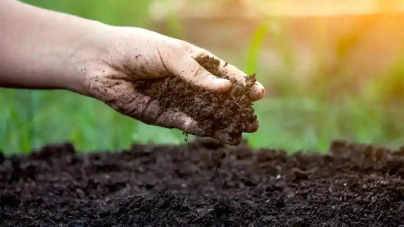 Refrigerated orange plantation technology