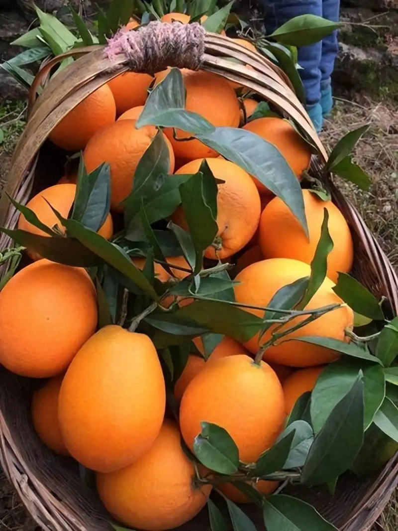 Refrigerated orange plantation technology