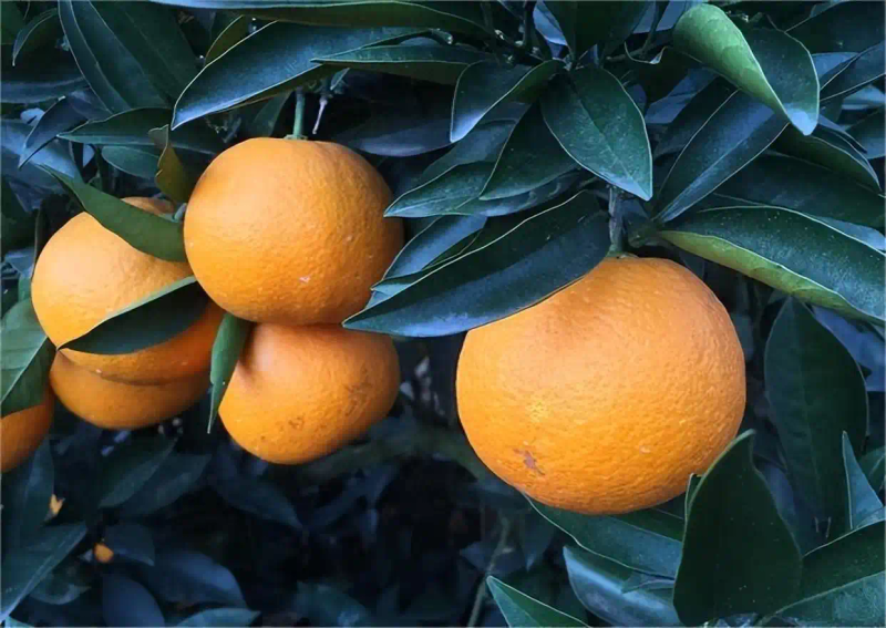 Refrigerated orange plantation technology