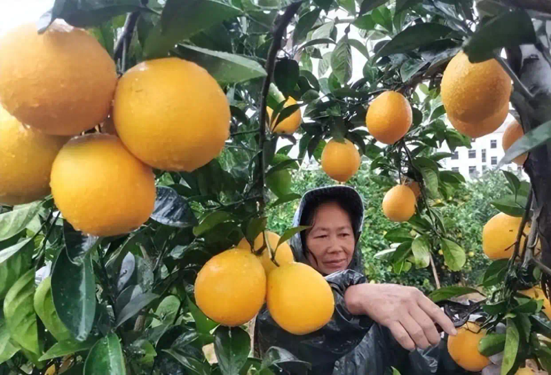 Refrigerated orange plantation technology
